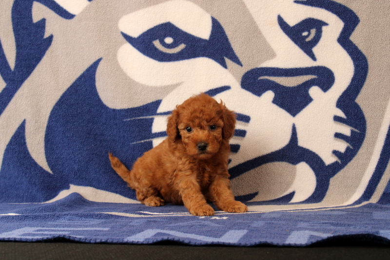 puppy, for, sale, Mini Goldendoodle F1B, Matthew B. Stoltzfus, dog, breeder, Gap, PA, dog-breeder, puppy-for-sale, forsale, nearby, find, puppyfind, locator, puppylocator, aca